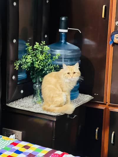 Persian Cat