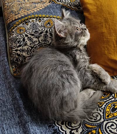 punch face male kiten