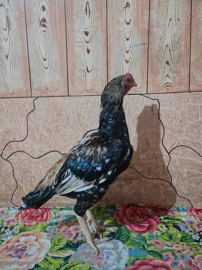 aseel patha available