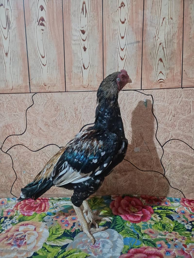 aseel patha available 0