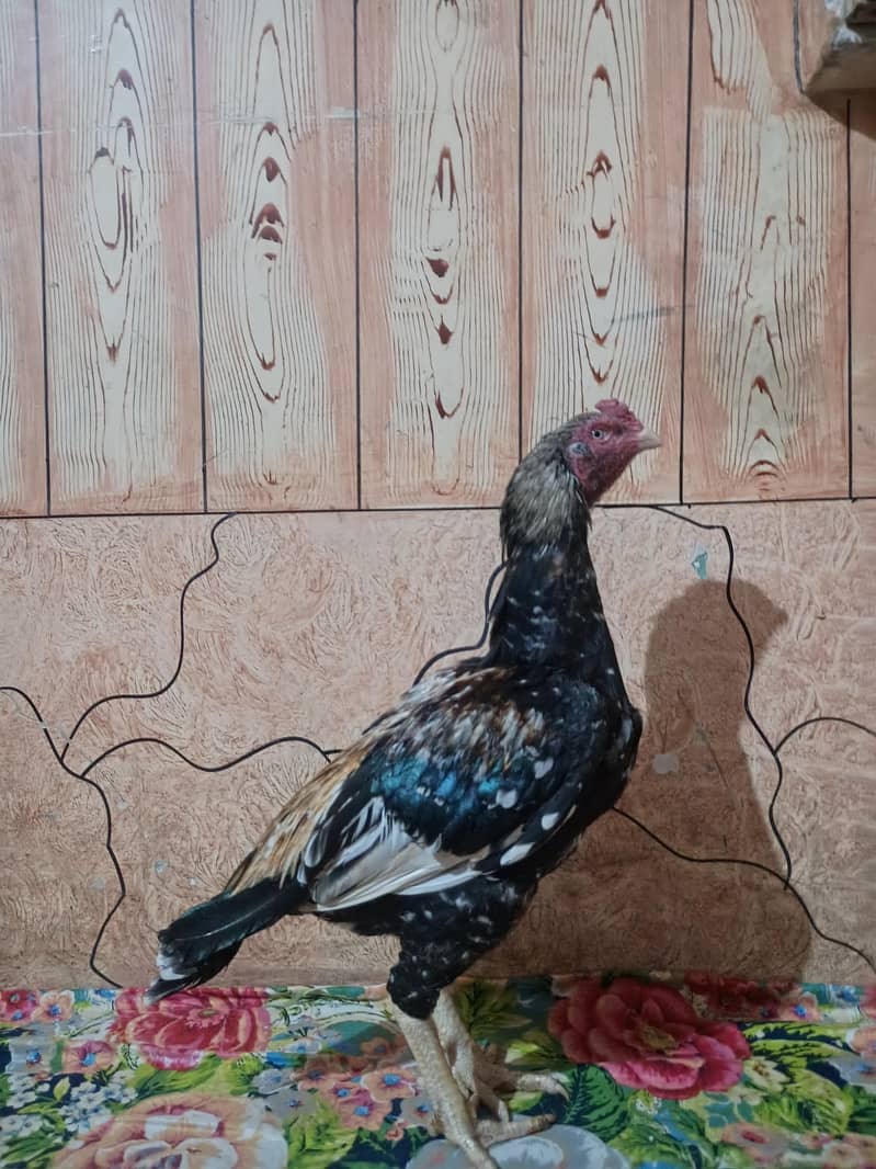 aseel patha available 1