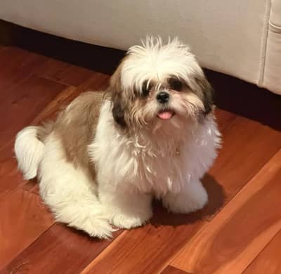 shihtzu /puppy/pet/dog
