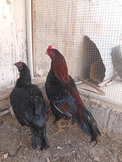 Aseel hen