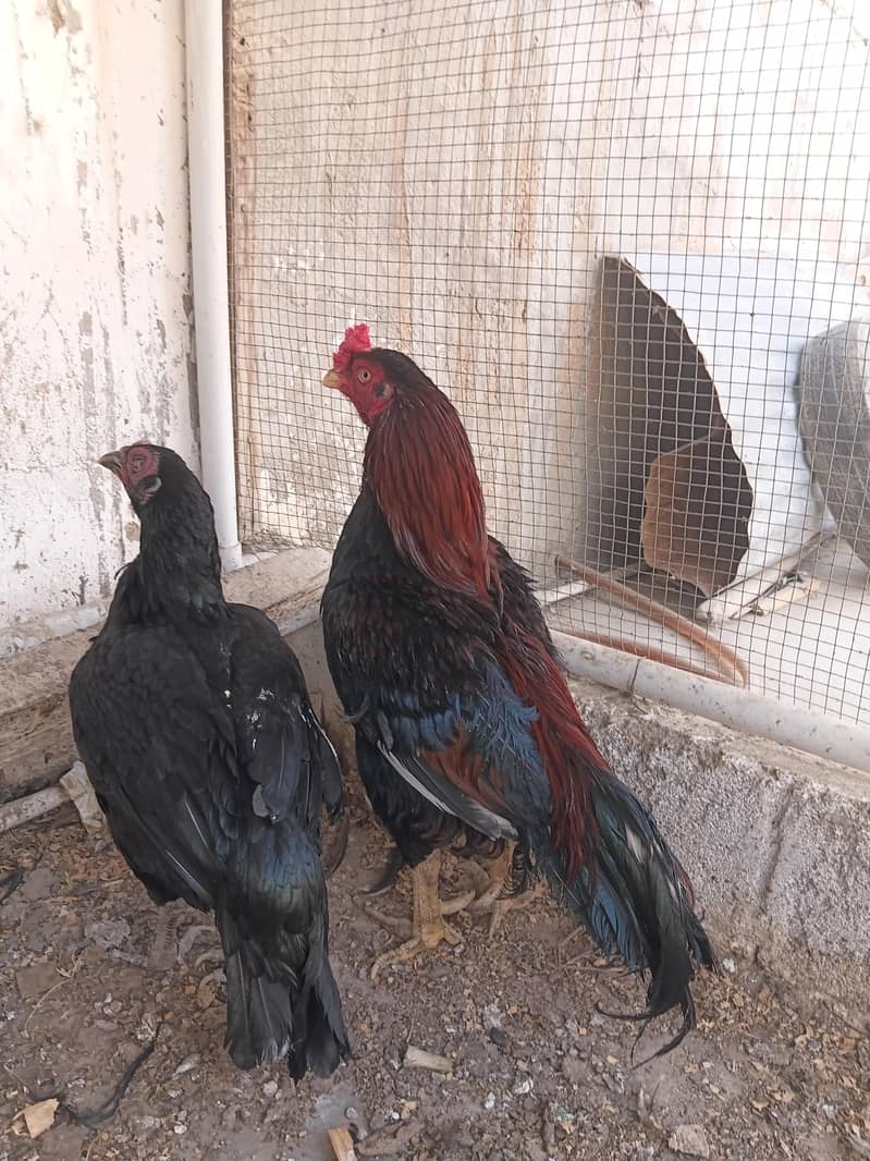 Aseel hen 0