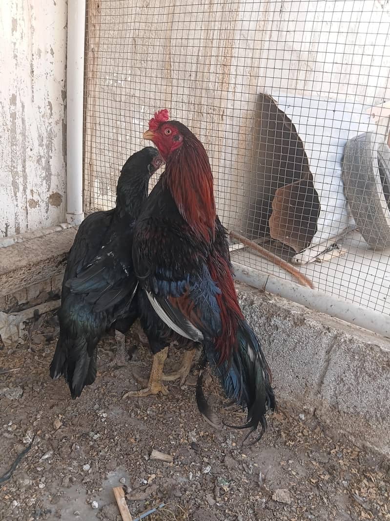 Aseel hen 2