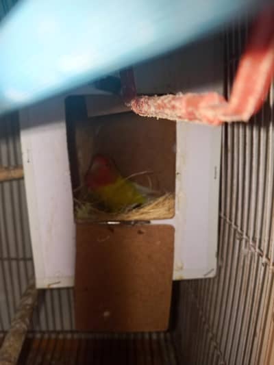 one pair latino love birds