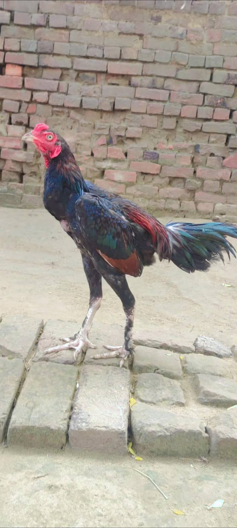 parmoz patha 0