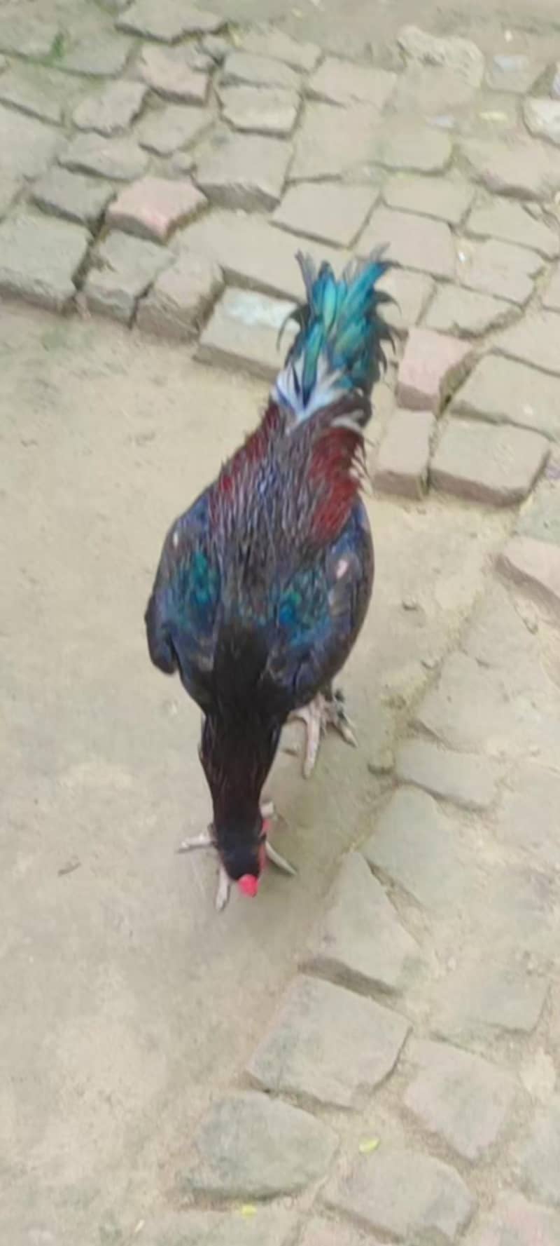 parmoz patha 2