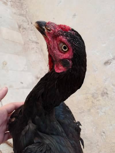 One aseel young and healthy murghi for sale