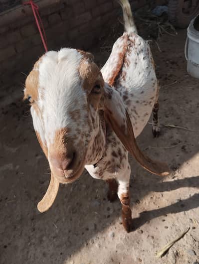 Bakra For Sale