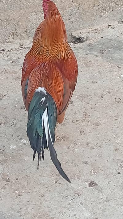 Asseel Daisey murga for sale