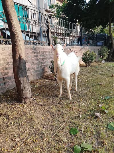 pure breeder  teda for sale