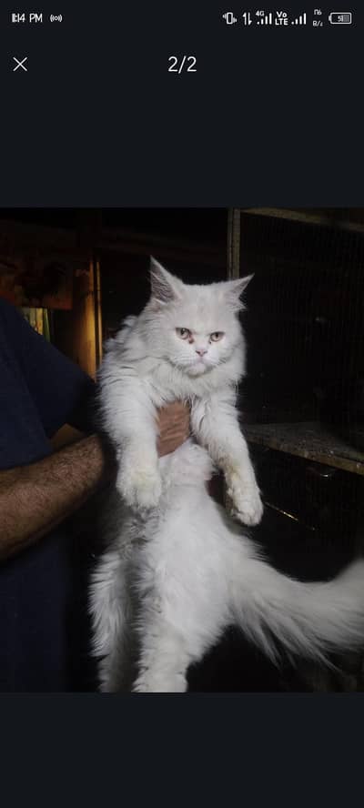Persian male cat