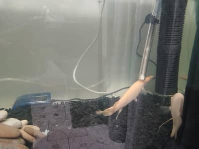 Albino Alligator Gar