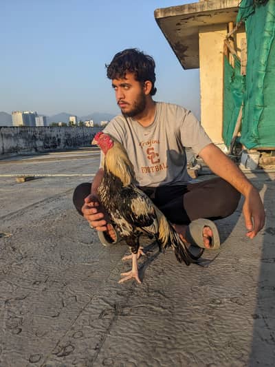 Pure mianwali breeder zero size murga