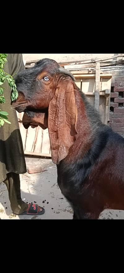 PURE NAGRA MALE BREEDER