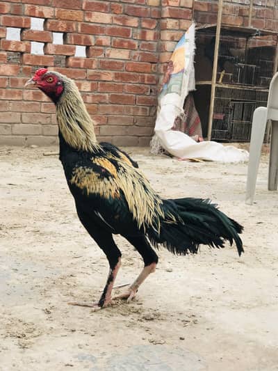 mianwali parmoz breed,03074327731