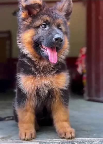 German Shepherd  Puppies 03456011805