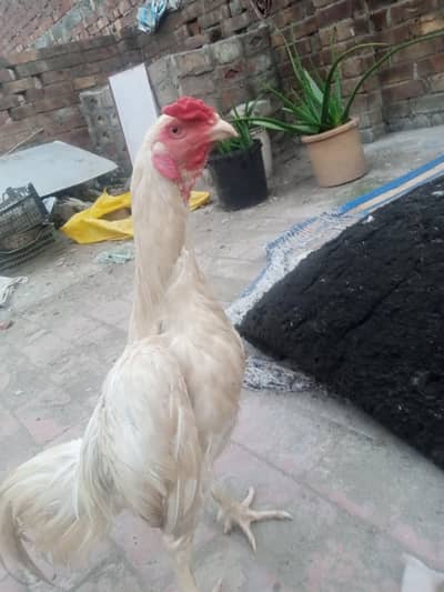 Pure White Heera Aseel. . . Home Breed. . .
