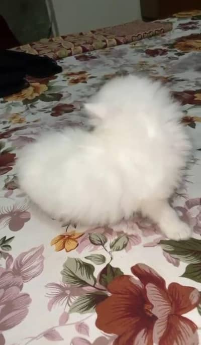 Persian kitten available for booking
