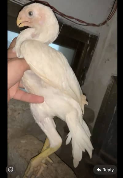Parrot beak