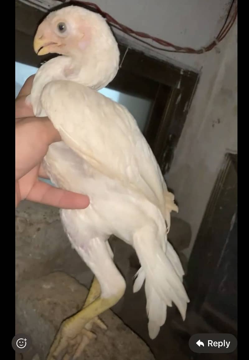 Parrot beak 0