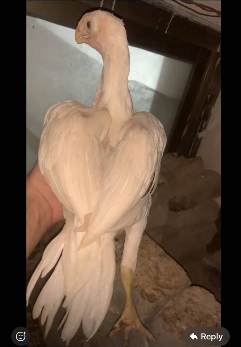 Parrot beak 1