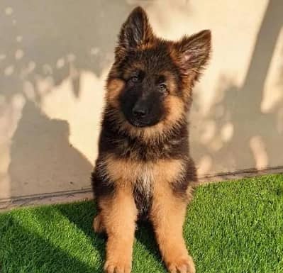German Shepherd  Puppies 03456011805