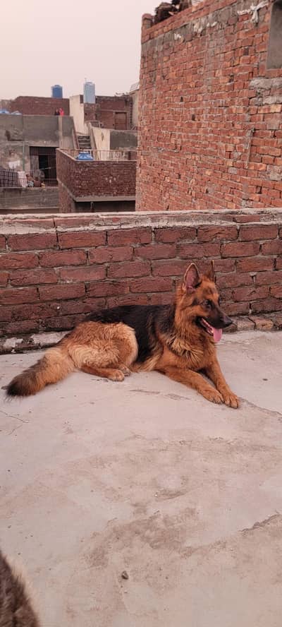 German Black and red female long cot