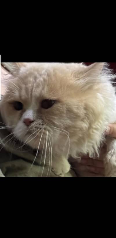 persian punch face Male cat