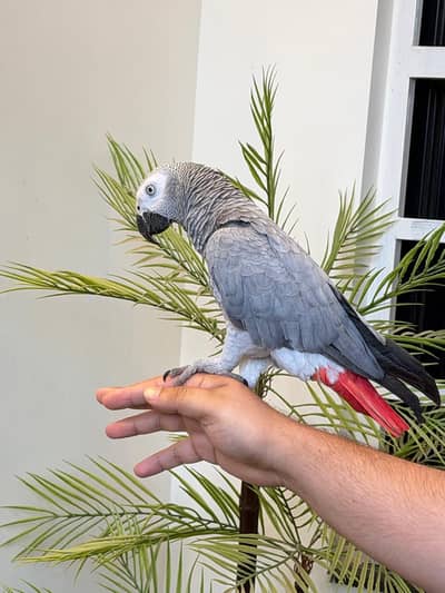 beautiful hand tame Gray female
