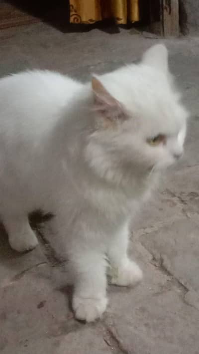 persian