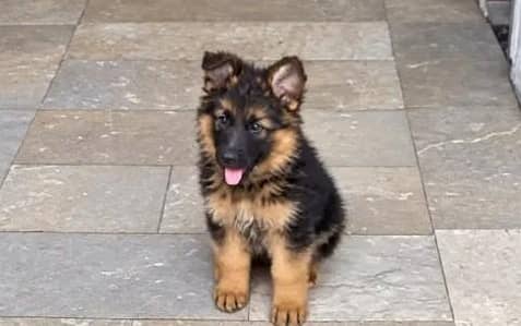 German Shepherd Long Coat Puppies Available* Puppy  *Details:* *