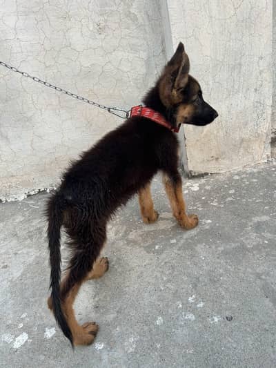 Dog for sale