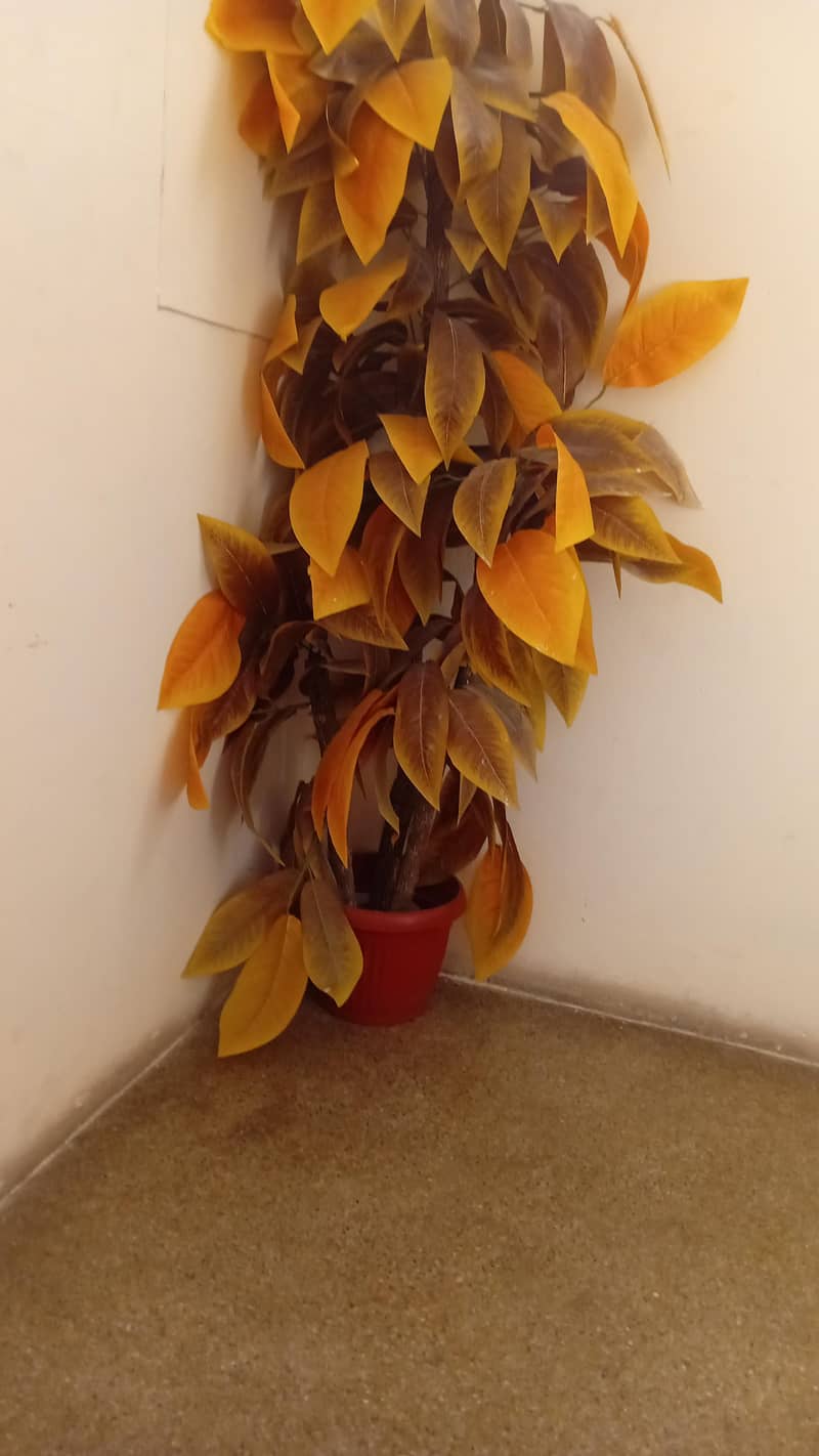 plant 0
