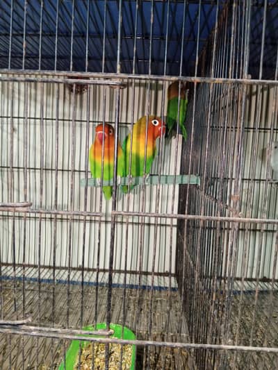 love bird fisher lotina pair