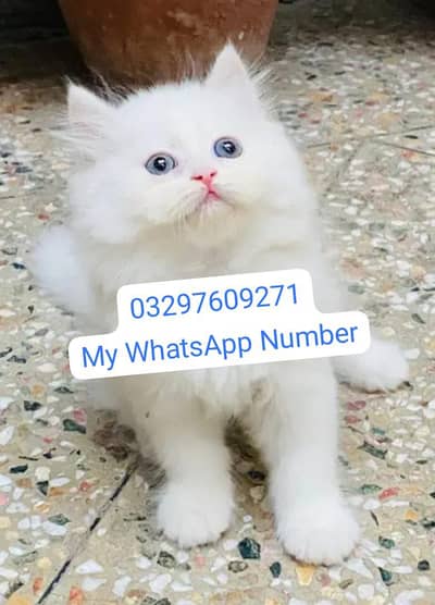 Persian kittens for urgent sale