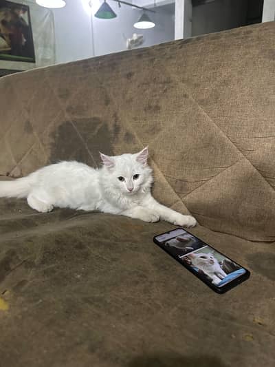 white percian cat