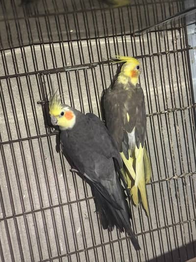 Cocktail Australian red eyes black eyes breeder pair 0302/979/8991
