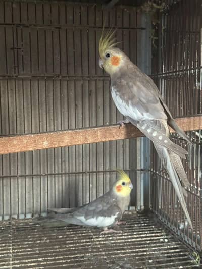Cocktail Australian red eyes black eyes breeder pair 0302/979/8991