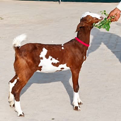 Beautiful Ablak Teddy Female for Sale