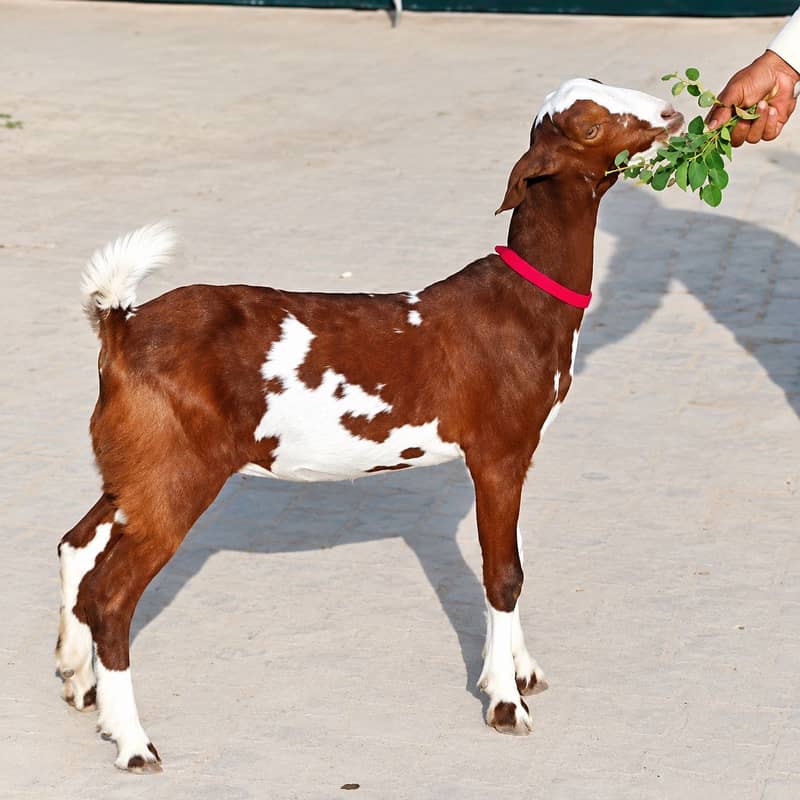 Beautiful Ablak Teddy Female for Sale - Goats - 1120906783