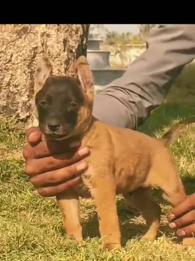Alsatian desi bagiyadi male for sale available