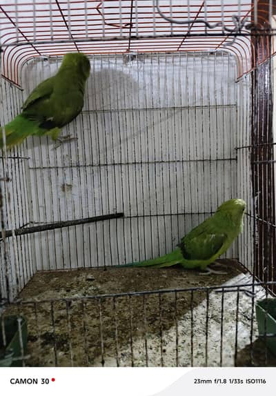 mitho 7 8 month chiks male femail