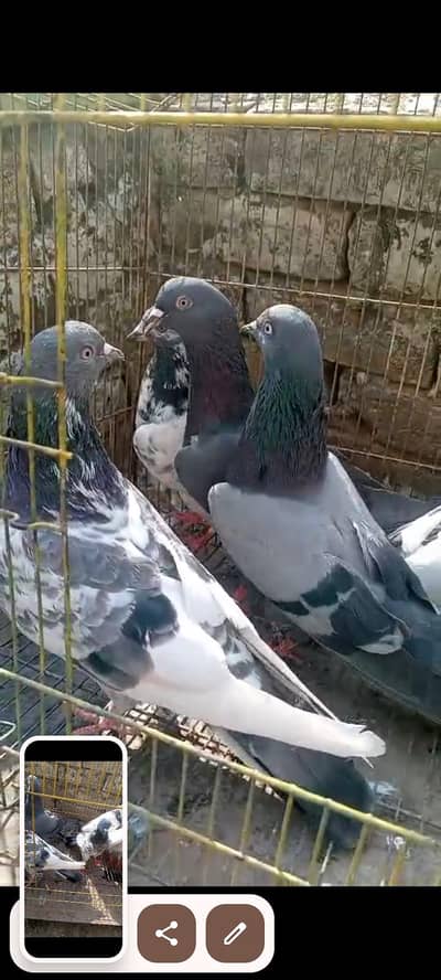 behtarin pravasi parinde for sale