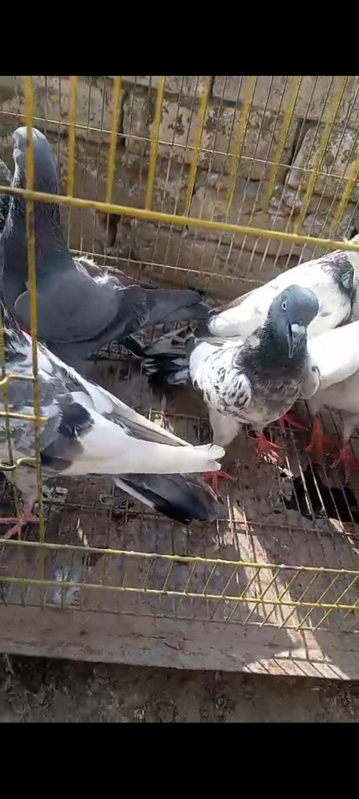behtarin pravasi parinde for sale - Pigeons - 1120906825
