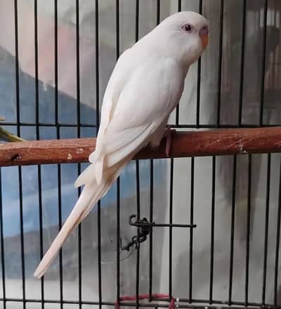 jumbo size budgie pathy