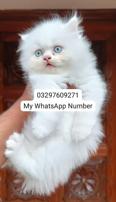 Persian kittens for sale