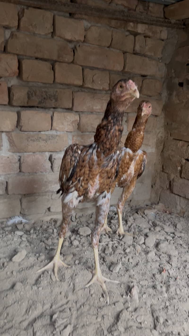 Aseel chicks 0