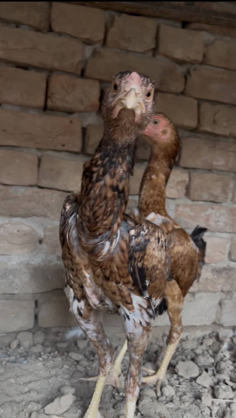 Aseel chicks 1